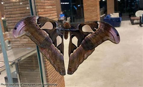 Bong Suntay thinks this butterfly is his late son visiting the family.